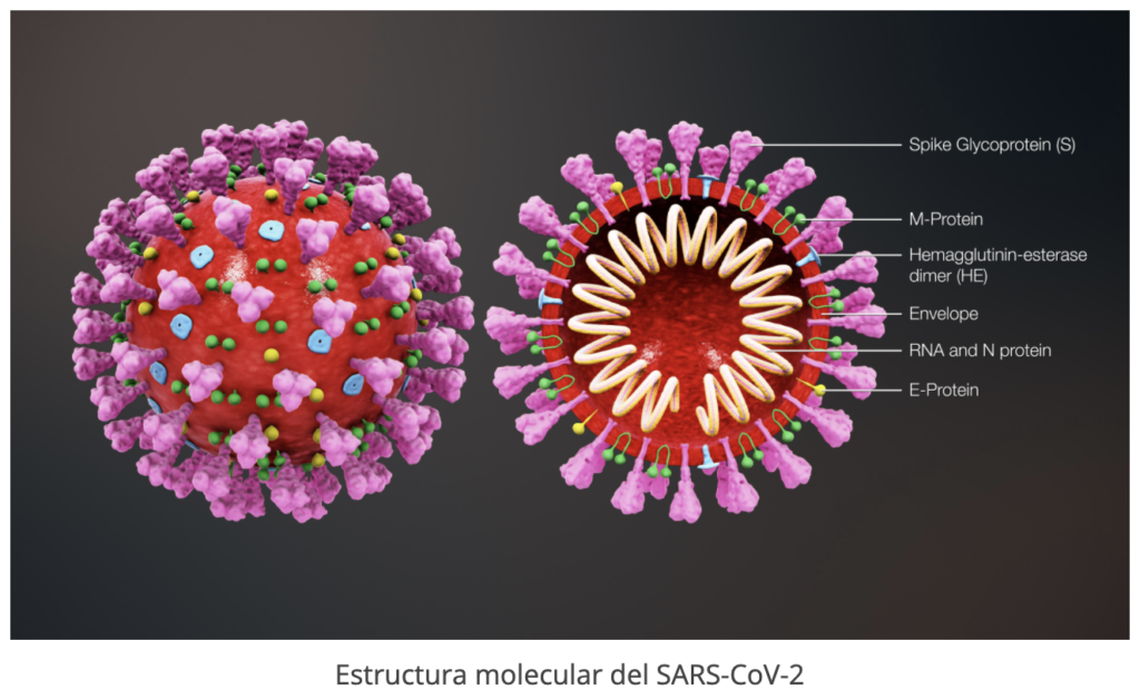pan-coronavirus-vacuna